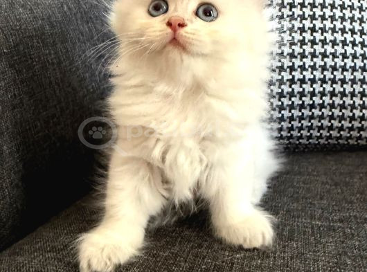İnanılmaz Güzellikte Blue Point British Longhair