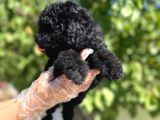 Siyah Toy Poodle Yavrularımız