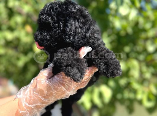 Siyah Toy Poodle Yavrularımız görsel