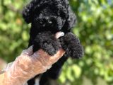 Siyah Toy Poodle Yavrularımız