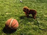 Mini Boy Kırmızı Maltipoo Yavrularım
