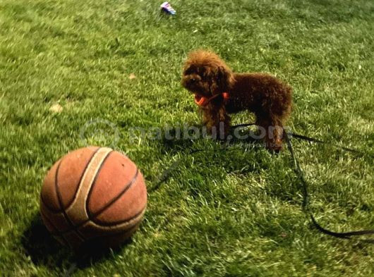 Mini Boy Kırmızı Maltipoo Yavrularım görsel