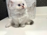 İnanılmaz Güzellikte Blue Point British Longhair