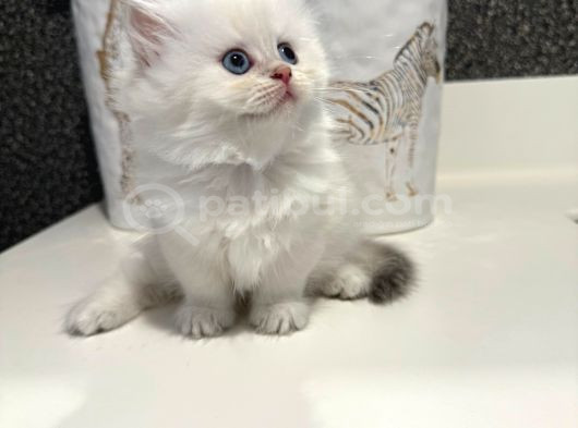 İnanılmaz Güzellikte Blue Point British Longhair görsel
