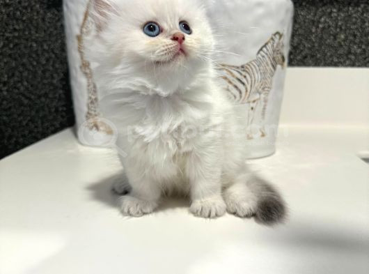 İnanılmaz Güzellikte Blue Point British Longhair görsel