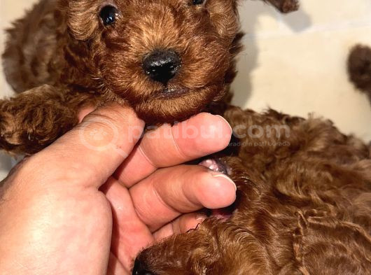 Toy Poddle Yavrularımız Yeni Yuvasını Arıyor görsel
