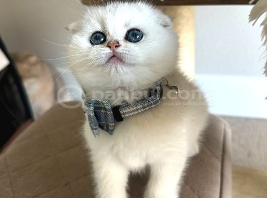 Scottish Şirinlik Silver Shorthair Yavrumuz görsel