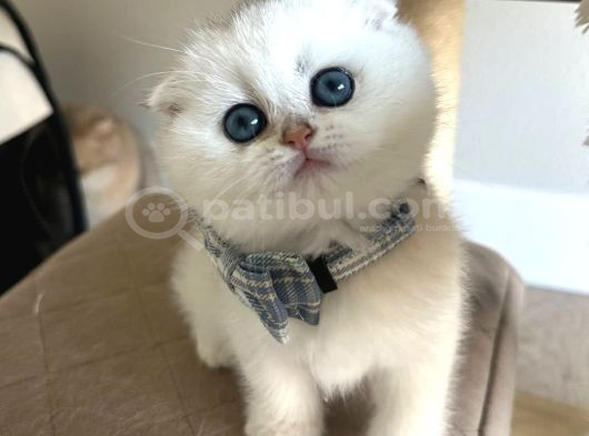 Scottish Şirinlik Silver Shorthair Yavrumuz görsel