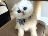 Scottish Şirinlik Silver Shorthair Yavrumuz