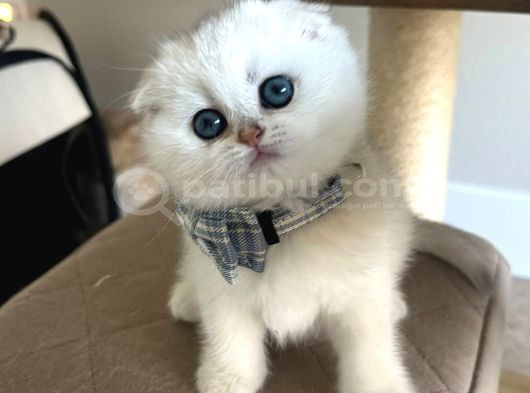 Scottish Şirinlik Silver Shorthair Yavrumuz görsel