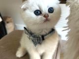 Scottish Şirinlik Silver Shorthair yavrumuz