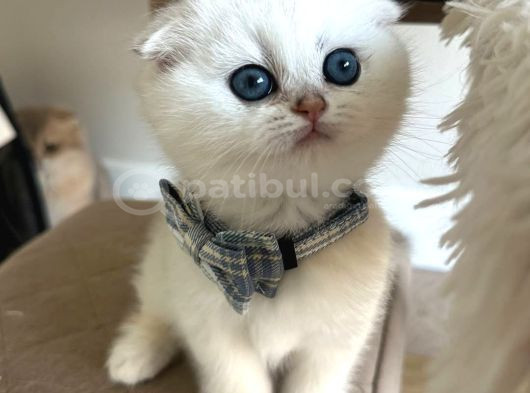 Scottish Şirinlik Silver Shorthair Yavrumuz