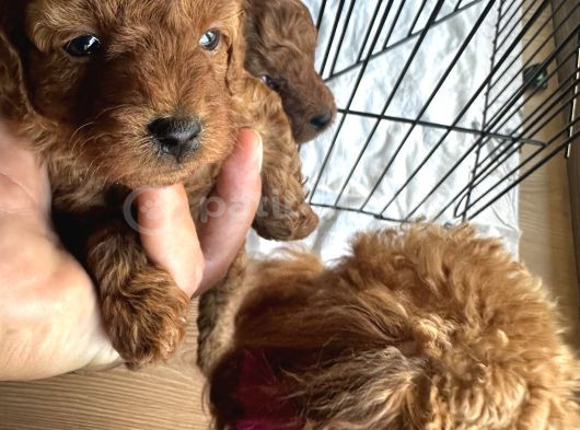 Toy Poddle Yavrularımız Yeni Yuvasını Arıyor görsel