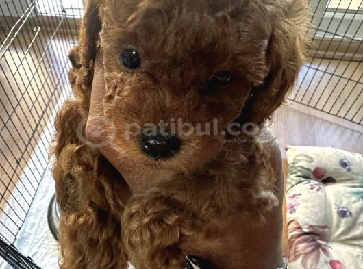 Toy Poddle Yavrularımız Yeni Yuvasını Arıyor