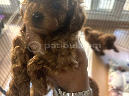 Toy Poddle Yavrularımız Yeni Yuvasını Arıyor görsel