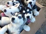 Dişi Erkek Sibirya Kurdu Husky Yavrularımız