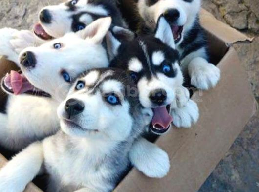 Dişi Erkek Sibirya Kurdu Husky Yavrularımız