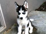 Dişi Erkek Sibirya Kurdu Husky Yavrularımız