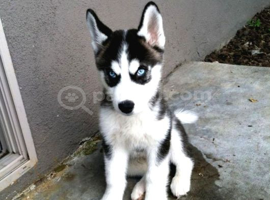 Dişi Erkek Sibirya Kurdu Husky Yavrularımız görsel