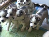 Dişi Erkek Sibirya Kurdu Husky Yavrularımız