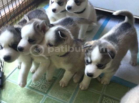Dişi Erkek Sibirya Kurdu Husky Yavrularımız görsel