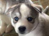 Dişi Erkek Sibirya Kurdu Husky Yavrularımız