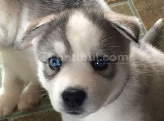 Dişi Erkek Sibirya Kurdu Husky Yavrularımız görsel