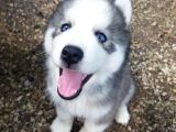 Dişi Erkek Sibirya Kurdu Husky Yavrularımız