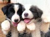 Dişi Erkek Border Collie Yavrularımız