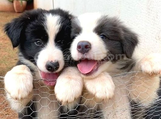 Dişi Erkek Border Collie Yavrularımız