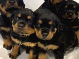 Dişi Erkek Rottweiler Yavrularımız
