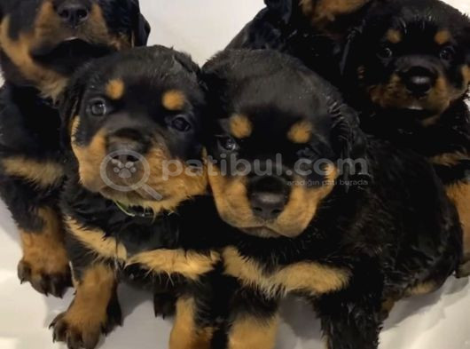 Dişi Erkek Rottweiler Yavrularımız görsel