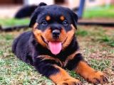 Dişi Erkek Rottweiler Yavrularımız