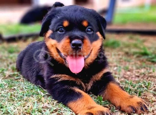 Dişi Erkek Rottweiler Yavrularımız