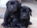 Dişi Erkek Asil Cane Corso Yavrularımız