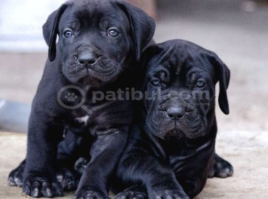 Dişi Erkek Asil Cane Corso Yavrularımız görsel
