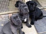 Dişi Erkek Asil Cane Corso Yavrularımız