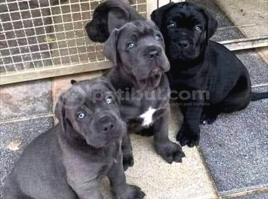 Dişi Erkek Asil Cane Corso Yavrularımız görsel