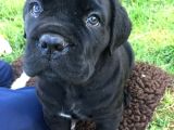 Dişi Erkek Asil Cane Corso Yavrularımız