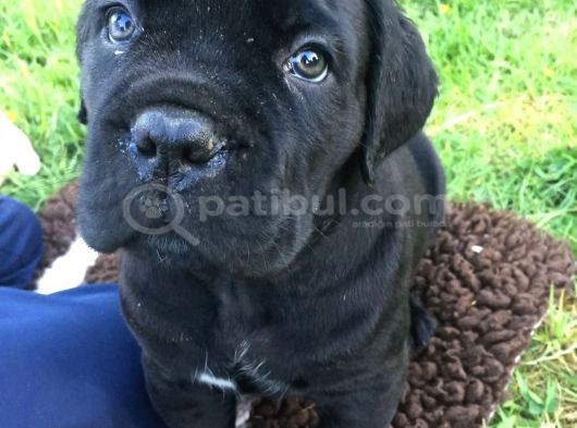 Dişi Erkek Asil Cane Corso Yavrularımız görsel