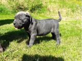 Dişi Erkek Asil Cane Corso Yavrularımız
