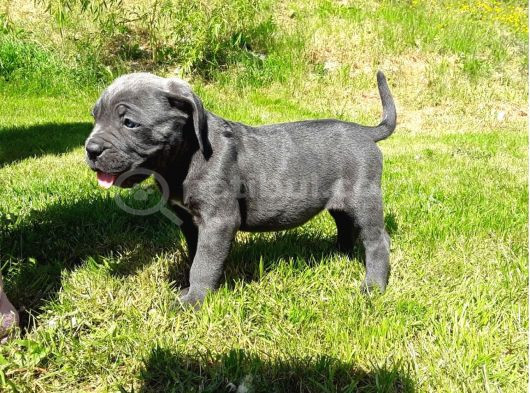 Dişi Erkek Asil Cane Corso Yavrularımız görsel