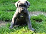 Dişi Erkek Asil Cane Corso Yavrularımız