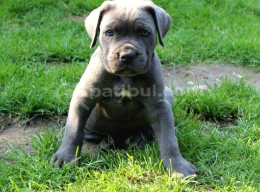 Dişi Erkek Asil Cane Corso Yavrularımız