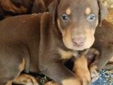 Dişi Erkek Kızıl Ve Siyah Doberman Yavrularımız