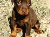 Dişi Erkek Kızıl ve Siyah Doberman Yavrularımız