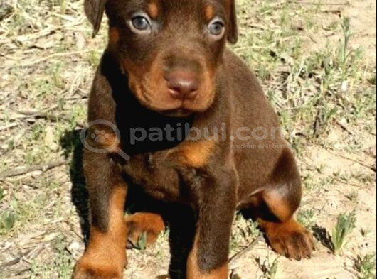 Dişi Erkek Kızıl Ve Siyah Doberman Yavrularımız