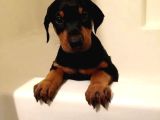 Dişi Erkek Kızıl Ve Siyah Doberman Yavrularımız