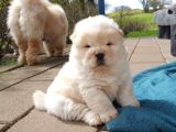 Dişi Erkek Çin Aslanı Chow Chow Yavrularımız