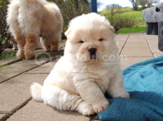 Dişi Erkek Çin Aslanı Chow Chow Yavrularımız